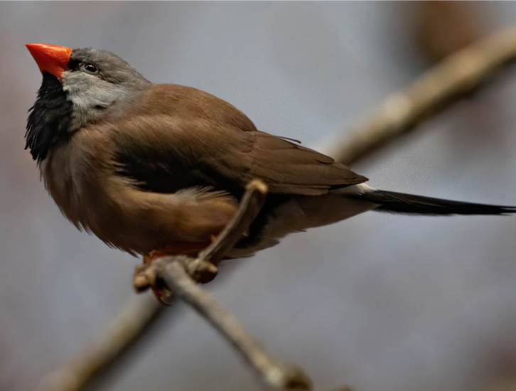 1.	Amadyna ostrosterna jest ptakiem zamieszkującą północną i zachodnią część Australii